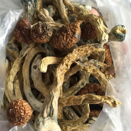 Psilocybin kaufen