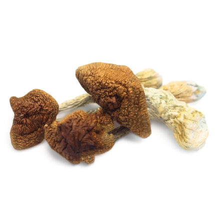 Buy Golden Teacher Mushrooms Online